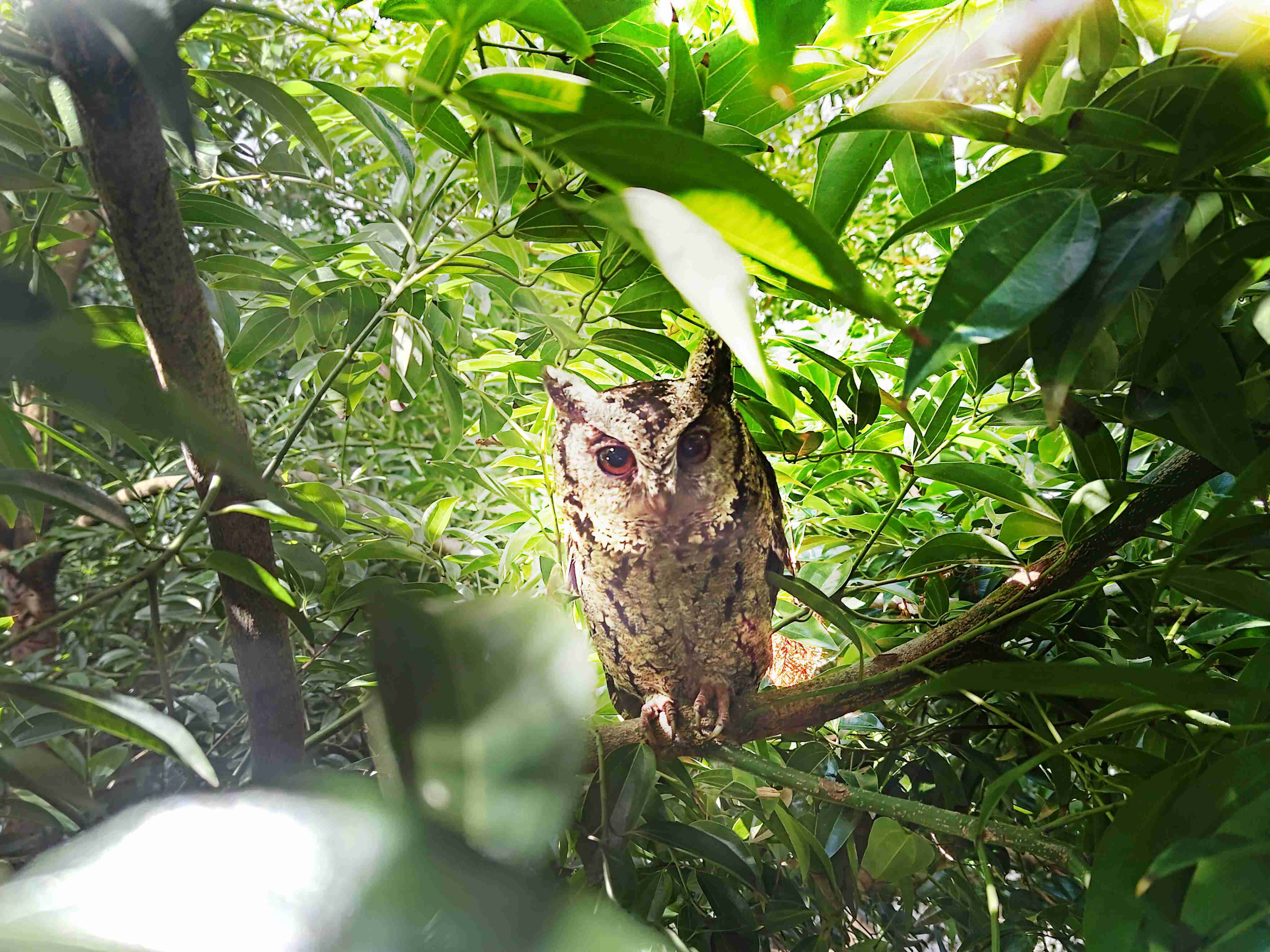 森林舞会致力提倡净零绿生活，，16年以来在全球各厂区植树逾百万棵，，，，造就各厂区树木蔚然成林，，犹如森林工厂，，成为许多生物的栖息地